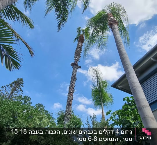 עצים גבוהים עם עלים ירוקים בשמיים כחולים